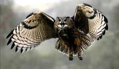 Урок по инструменту Pen Tool - «Хитросплетение линий»