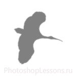Кисти в виде силуэтов птиц для Фотошопа - кисть 36