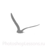 Кисти в виде силуэтов птиц для Фотошопа - кисть 58
