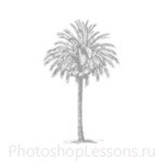 Кисти: силуэты деревьев для Фотошопа - кисть 17