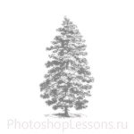 Кисти: силуэты деревьев для Фотошопа - кисть 18