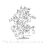 Кисти: силуэты деревьев для Фотошопа - кисть 32